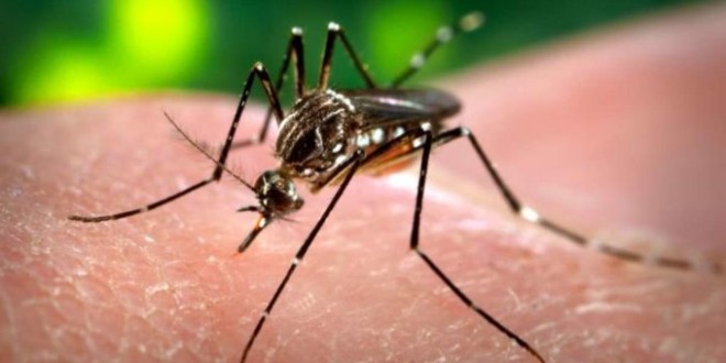 დაავადებათა კონტროლის ცენტრში “ლიბერალს” განუცხადეს, რომ საქართველოში ზიკა ვირუსის გავრცელების რისკი მინიმალურია