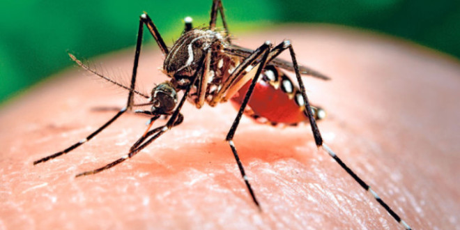 ბათუმის შემოგარენში ზიკას ვირუსის გადამტანი კოღო დაფიქსირდა. ამის შესახებ აჭარის საზოგადოებრივი ჯანდაცვის ცენტრის ხელმძღვანელმა ნინო ნიჟარაძემ განაცხადა.